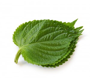 친환경 깻잎 1봉(40g)