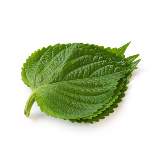 친환경 깻잎 1봉(40g)