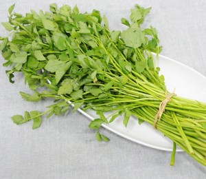 친환경 미나리 200g