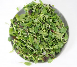 친환경 어린잎채소 50g