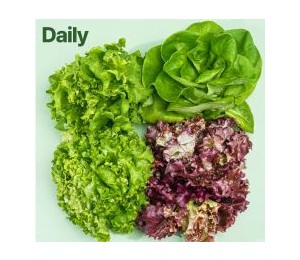 바이디팜 유러피안상추 데일리 500g *산지배송