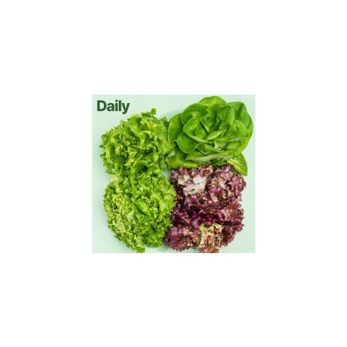 바이디팜 유러피안상추 데일리 500g *산지배송