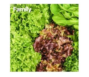 바이디팜 유러피안상추 패밀리 1kg *산지배송