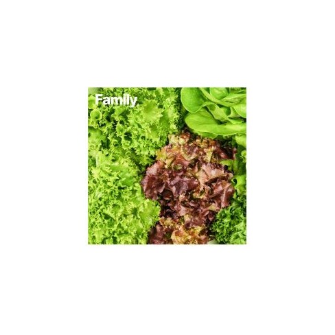 바이디팜 유러피안상추 패밀리 1kg *산지배송